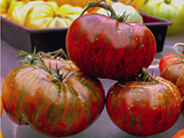 chocolate stripes heirloom tomato